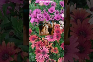 齋藤冬優花 #本日の1曲 ♪#36 KAROL G   Si Antes Te Hubiera Conocido 2024年7月18日