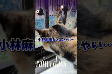 このショパン、小林麻美じゃない‼️🙀#shorts #保護猫 #保護猫のいる暮らし
