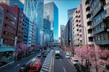 【渋谷の春】高層ビル群と都道305号線の桜並木（2024.3.27）Cherry blossom trees in Shibuya（TOKYO）【4K 高画質】