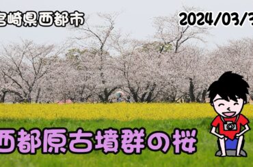 西都原古墳群の桜（宮崎県西都市）2024/03/30