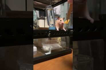 ドデスカ？ごはんなハッム。#ハムスター #tv #cm