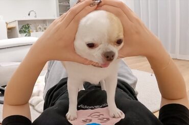 ドヤ顔で新しい技を披露するチワワ