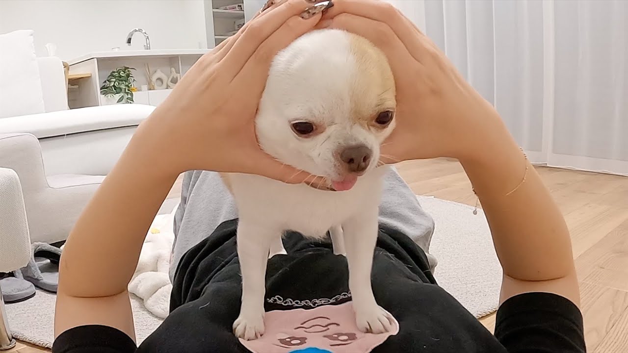 ドヤ顔で新しい技を披露するチワワ ドヤ顔で新しい技を披露するチワワ