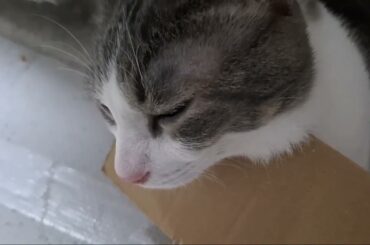 ぎゅうぎゅうアッシュくん