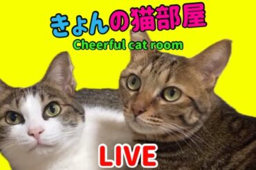 😻生ねこLive😻ご心配かけました💦今こんな感じですｗ