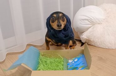 間違えてドギボの空箱を守り続ける犬