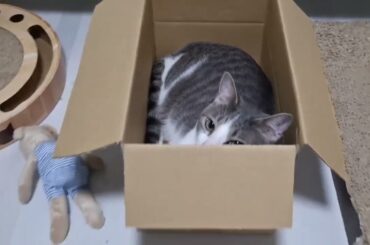 かくれんぼアッシュくん