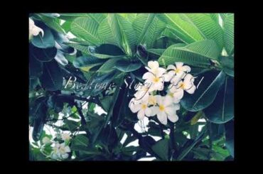 Bedtime Story Vol.51 2024年7月31日