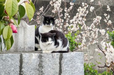 南沙織　心もよう