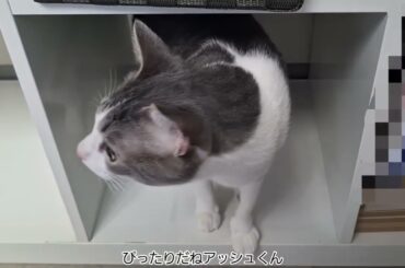 探検するアッシュくん