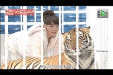 【めちゃ²イケてるッ!】大久保と白鳥も協力し 大島優子がトラとキス!!!!