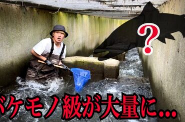【ガサガサ】バケモノ級が大量に潜む最強の水路を見つけてしまいました