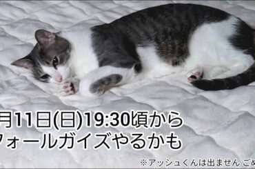 フォールガイズやるかも