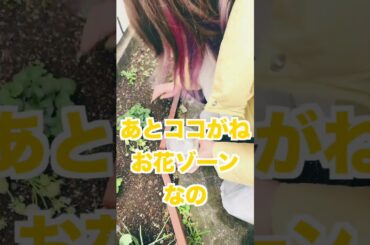 いちごの生前の姿🍓【#ゆずてん】#ガーデニング #イチゴ #いちご #苺 #猫 #cat #strawberry #種 #gardening #sweet