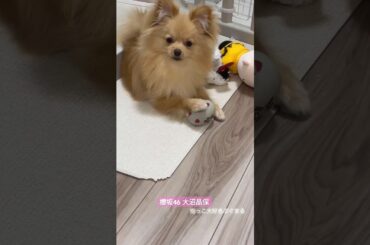 大沼晶保 おもちゃで遊ぶ深夜でも元気なぷぐまる♪