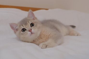 When I got sleepy, the kitten waiting for me on the bed was so cute...