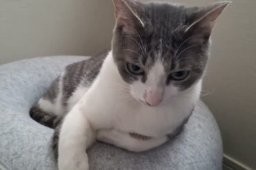 ぐいぐいアッシュくん