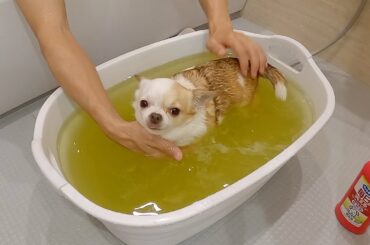 湯船で絶対に座りたくないチワワ