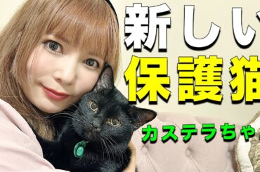 【保護猫】新しい家族が増えたので紹介します🐈