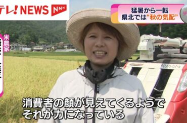 連日の猛暑から一転、秋の気配を感じる稲刈り作業・世羅ナシの出荷が始まる　広島