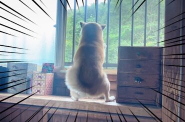 うっかり網戸破壊　Momo broke the screen window