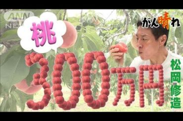 果汁だくだく！300万円の桃に込めた思い【松岡修造のみんながん晴れ】【サンデーLIVE!!】(2024年8月25日)