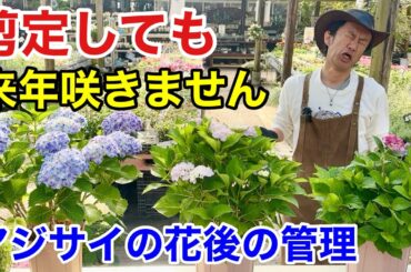 【お気をつけ下さい】紫陽花は剪定だけでは咲きません　　　　【カーメン君】【園芸】【ガーデニング】【初心者】