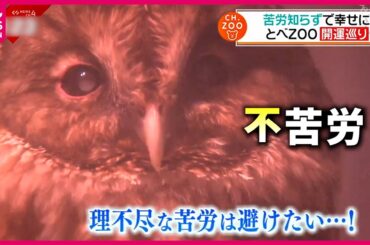 【2024】ワニ＆フクロウ、猿にラクダ!? "開運"の動物たち　愛媛　NNNセレクション