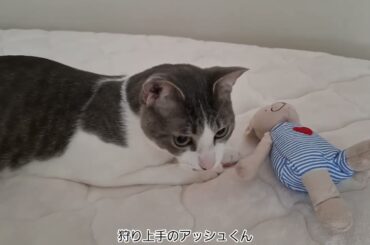 ぬいぐるみとアッシュくん