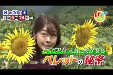 【番宣】なぞマチ!?▽ひまわりを元気に咲かせるペレットの秘密とは？▽なぞマチ!?　2024/08/31（土）午後5時24分から！