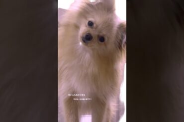 大沼晶保 食いしん坊なぷぐまるが可愛すぎる♪♪