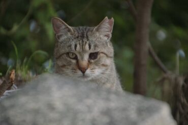瀬戸内の風光明媚な港町・牛窓と猫　人と人、人と猫、人と自然がともに生きること　「五香宮の猫」予告