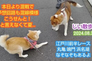 じい散歩。2024.08.31「本日より混戦で 予想回路も混線模様…こうせんと！なんて教えてくれる先生募集中！」の真輝
