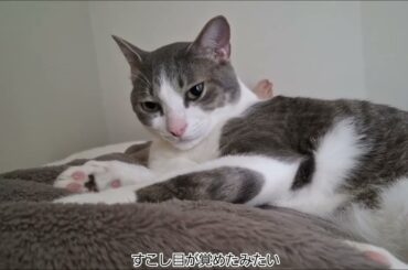 おなかの上のアッシュくん