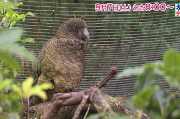 海外の旅はニュージーランドへ！ゲストの旅は長濱ねる！「旅サラダ」9月7日（土）放送