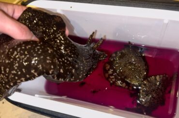 海の巨大ナメクジを食べてみた