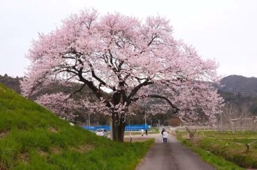 【野古墳群（の・こふんぐん）の桜】　岐阜県揖斐郡　2024年3月31日（日）