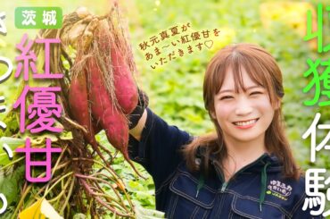 秋元真夏が茨城県へ！と～っても甘い「さつまいも」を収穫してきました！