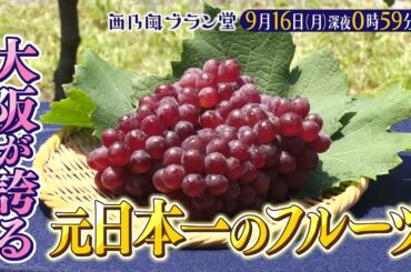 「西乃風ブラン堂」9月16日(月) 深夜 0:59 〜 深夜 1:29★大阪・柏原市　元・日本一のフルーツ復活へ！ 秘策は若手農家が仕掛ける新体験★植村あかり・川村文乃・三ツ廣政輝