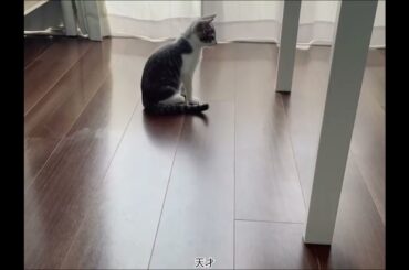ロボット掃除機と子猫アッシュくん