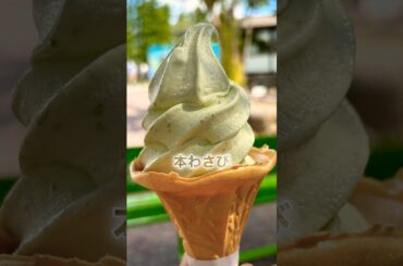 【大王わさび農場 本わさびソフトクリーム】安曇野（あずみの）