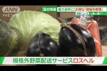 「秋来なさそう」9月も猛暑続き　“規格外”の野菜では新たな商機も【サンデーLIVE!!】(2024年9月15日)