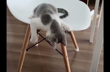 リボンと子猫アッシュくん