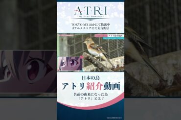 🐦アトリ紹介動画｜ナレーション：#アトリ（CV.#赤尾ひかる）#ATRI