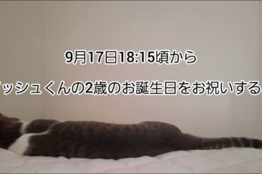 アッシュくんの2歳のお誕生日をお祝いするよ