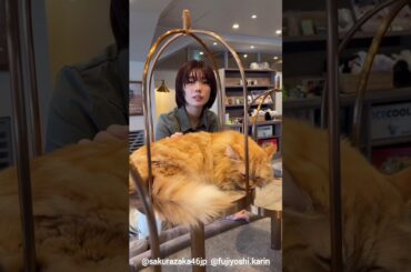 藤吉夏鈴 好みのニャンコに癒やされるかりんちゃん♪ 櫻坂チャンネル 猫カフェ
