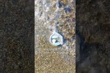 海の宝石×愛と平和の象徴