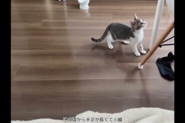 くつしたと子猫アッシュくん