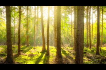 坂本真綾「明日を知らない」（covered by 月井伴）