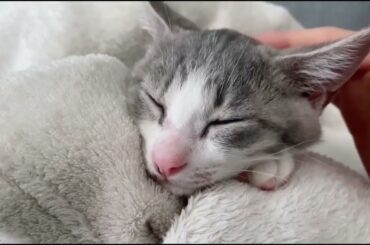 おねんね子猫アッシュくん